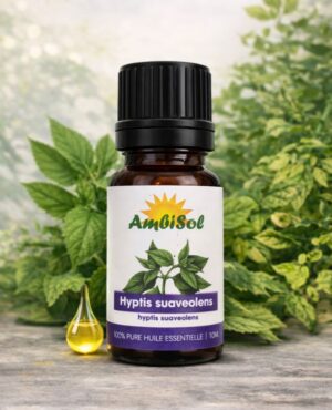 HYPTIS SUAVEOLENS – HUILE ESSENTIELLE 100 % PURE