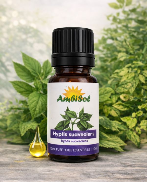 Hyptis suaveolens – Huile Essentielle