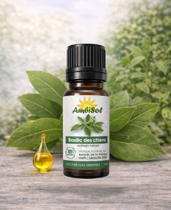 Basilic des Chiens – Huile Essentielle 100% Pure (10ml) | Anti-infectieuse, Immunité & Peau | Ambisol
