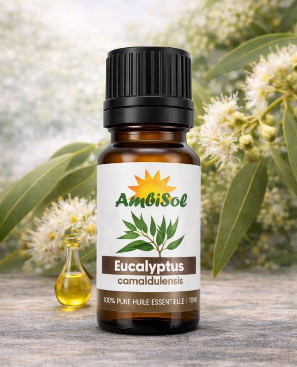 Eucalyptus – Huile Essentielle 100% Pure (10ml) | Respiration, Rhume & Décongestion | Ambisol