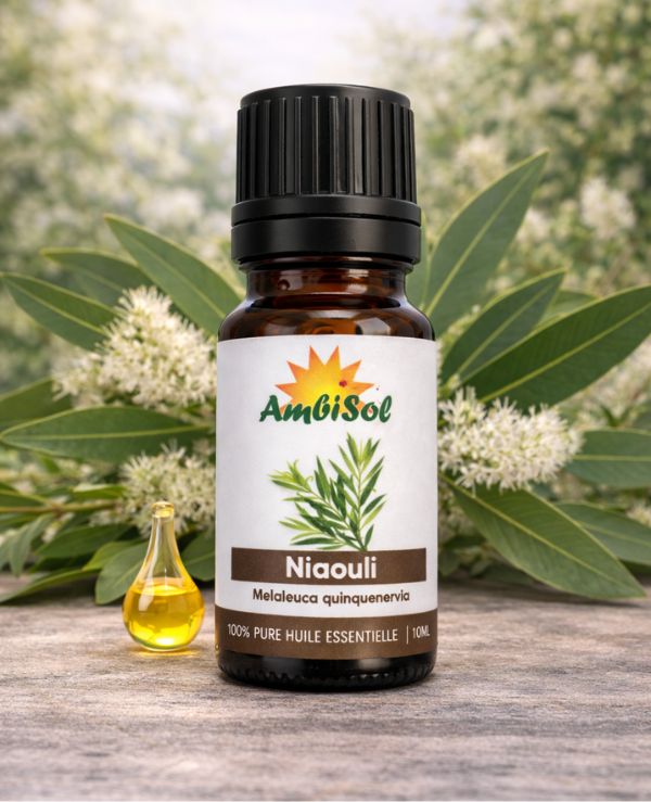 Niaouli Huile Essentielle100% Pure – Purifiante & Protectrice | Ambisol